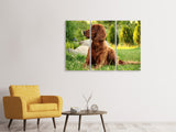 Leinwandbild 3-teilig Aufmerksamer Irish Setter