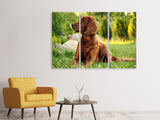 Leinwandbild 3-teilig Aufmerksamer Irish Setter