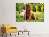 Leinwandbild 3-teilig Aufmerksamer Irish Setter