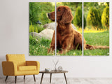 Leinwandbild 3-teilig Aufmerksamer Irish Setter
