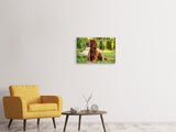 Leinwandbild 3-teilig Aufmerksamer Irish Setter
