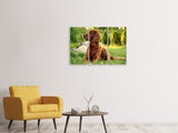 Leinwandbild 3-teilig Aufmerksamer Irish Setter
