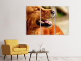 Leinwandbild 3-teilig Irish Setter Schnauze