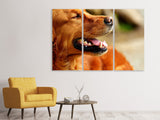 Leinwandbild 3-teilig Irish Setter Schnauze