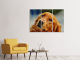 Leinwandbild 3-teilig Treuer Irish Setter