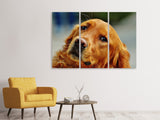 Leinwandbild 3-teilig Treuer Irish Setter
