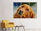Leinwandbild 3-teilig Treuer Irish Setter