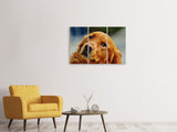 Leinwandbild 3-teilig Treuer Irish Setter
