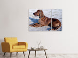 Leinwandbild 3-teilig Eleganter Irish Setter