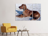 Leinwandbild 3-teilig Eleganter Irish Setter