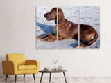 Leinwandbild 3-teilig Eleganter Irish Setter