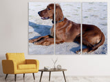 Leinwandbild 3-teilig Eleganter Irish Setter