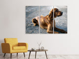 Leinwandbild 3-teilig Der Irish Setter