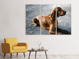Leinwandbild 3-teilig Der Irish Setter