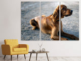 Leinwandbild 3-teilig Der Irish Setter