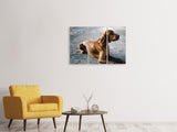 Leinwandbild 3-teilig Der Irish Setter