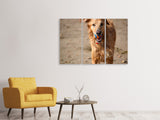 Leinwandbild 3-teilig Nasser Hund