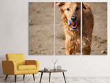 Leinwandbild 3-teilig Nasser Hund