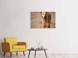 Leinwandbild 3-teilig Nasser Hund
