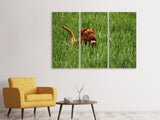Leinwandbild 3-teilig Der Mastiff im Gras