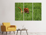 Leinwandbild 3-teilig Der Mastiff im Gras