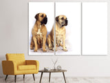 Leinwandbild 3-teilig 2 Mastiffs