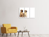 Leinwandbild 3-teilig 2 Mastiffs