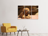 Leinwandbild 3-teilig Trauriger Hundeblick
