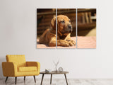 Leinwandbild 3-teilig Trauriger Hundeblick