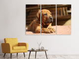 Leinwandbild 3-teilig Trauriger Hundeblick