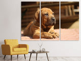 Leinwandbild 3-teilig Trauriger Hundeblick