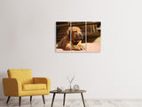 Leinwandbild 3-teilig Trauriger Hundeblick
