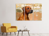 Leinwandbild 3-teilig Wachsamer Rhodesian Ridgeback
