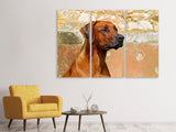 Leinwandbild 3-teilig Wachsamer Rhodesian Ridgeback