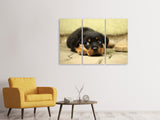 Leinwandbild 3-teilig Süsse Rottweiler Welpe