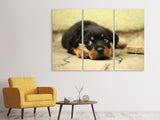 Leinwandbild 3-teilig Süsse Rottweiler Welpe