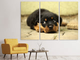 Leinwandbild 3-teilig Süsse Rottweiler Welpe