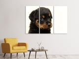 Leinwandbild 3-teilig Rottweiler Welpe zum Verlieben