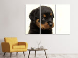 Leinwandbild 3-teilig Rottweiler Welpe zum Verlieben