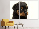 Leinwandbild 3-teilig Rottweiler Welpe zum Verlieben