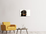 Leinwandbild 3-teilig Rottweiler Welpe zum Verlieben