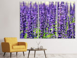Leinwandbild 3-teilig XL Lavendel