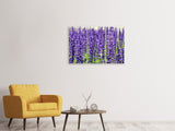 Leinwandbild 3-teilig XL Lavendel