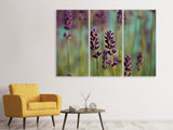 Leinwandbild 3-teilig Lavendel in XL