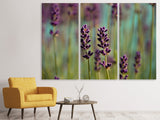 Leinwandbild 3-teilig Lavendel in XL