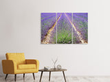 Leinwandbild 3-teilig Das Lavendel Feld