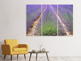Leinwandbild 3-teilig Das Lavendel Feld