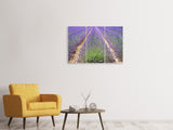 Leinwandbild 3-teilig Das Lavendel Feld
