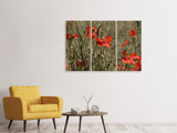 Leinwandbild 3-teilig Der Klatschmohn in der Natur