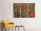 Leinwandbild 3-teilig Der Klatschmohn in der Natur